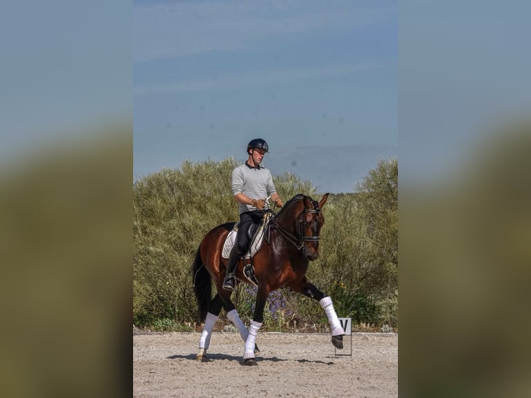 PRE Ogier 10 lat 168 cm Gniada in Andujar