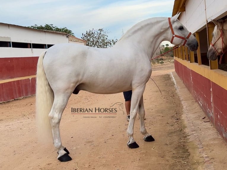 PRE Mix Ogier 10 lat 171 cm Siwa in Navas Del Madroño