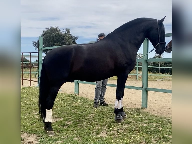 PRE Mix Ogier 10 lat 179 cm Kara in Talavera De La Reina