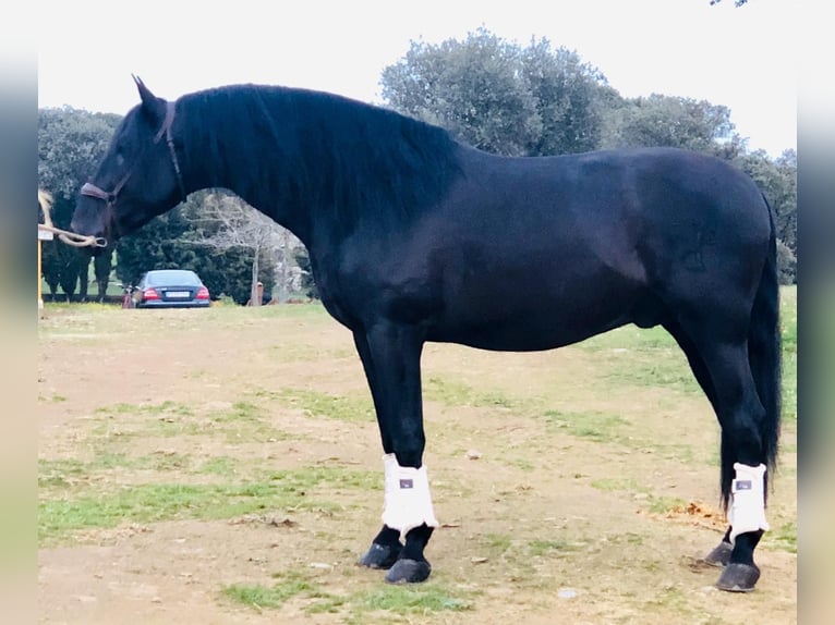 PRE Mix Ogier 10 lat 179 cm Kara in Talavera De La Reina
