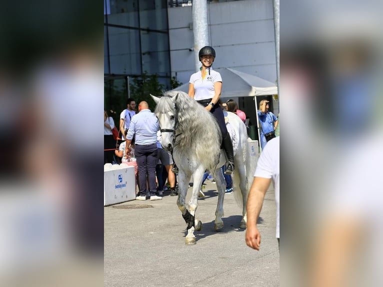 PRE Ogier 11 lat 160 cm Siwa in Lurano