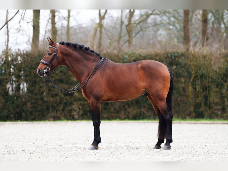 PRE Mix Ogier 11 lat 166 cm Gniada in Ophemert