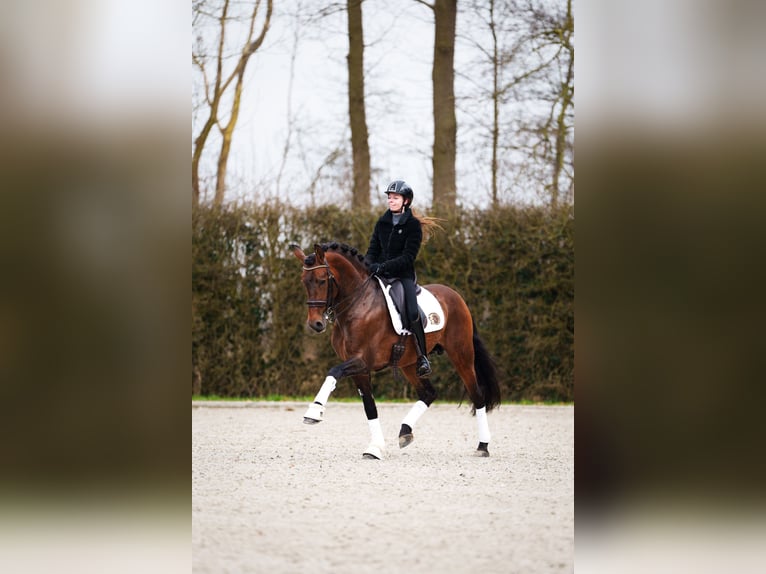 PRE Mix Ogier 11 lat 166 cm Gniada in Ophemert