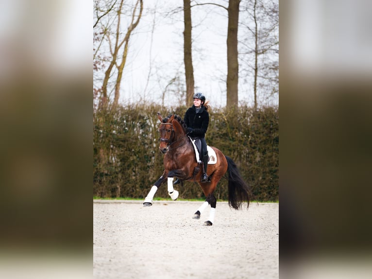 PRE Mix Ogier 11 lat 166 cm Gniada in Ophemert
