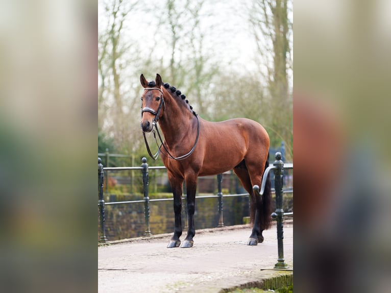 PRE Mix Ogier 11 lat 166 cm Gniada in Ophemert