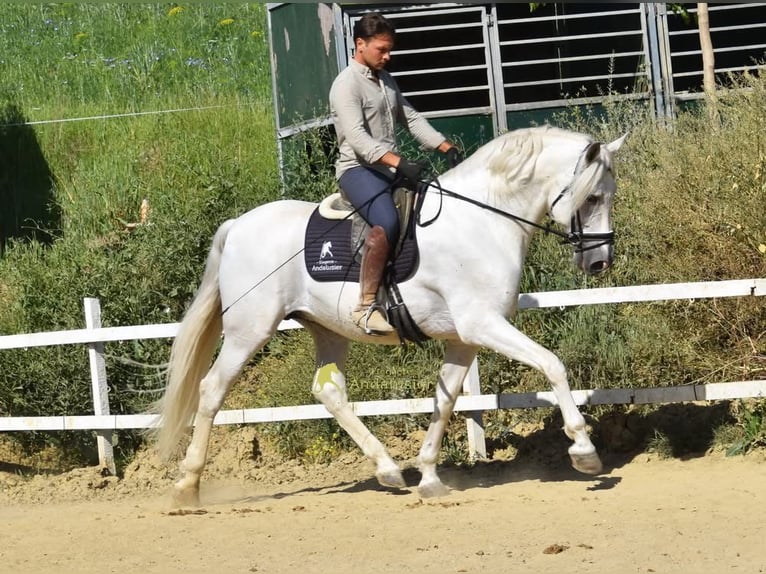 PRE Ogier 11 lat 166 cm Siwa in Provinz Malaga