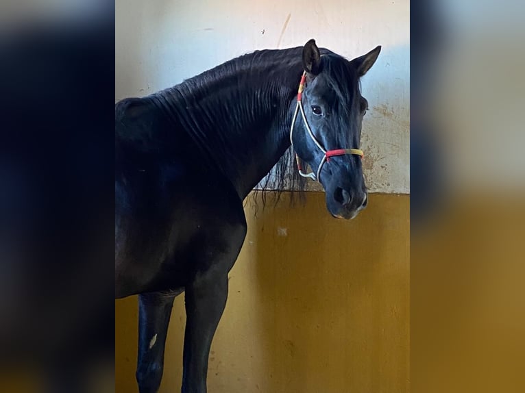 PRE Mix Ogier 12 lat 164 cm Kara in Talarrubias