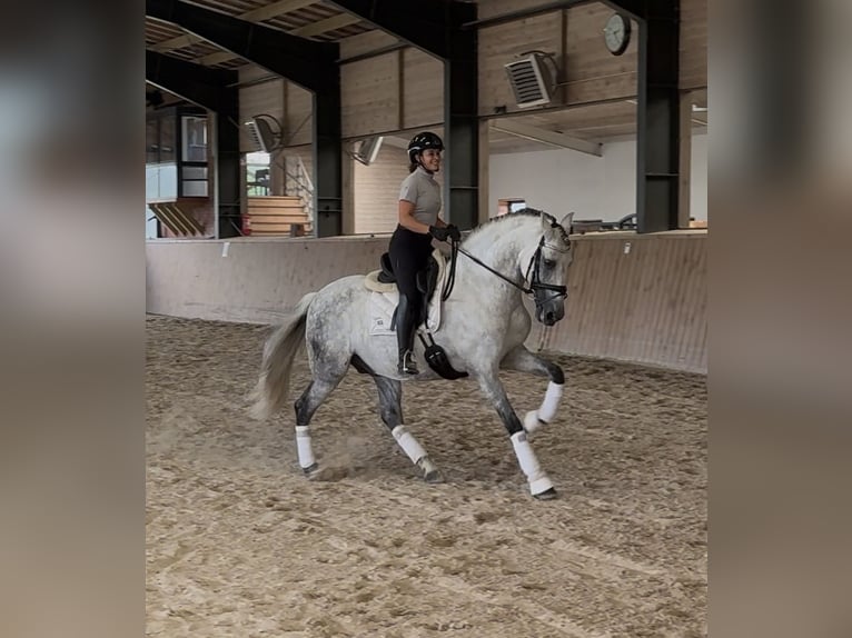PRE Ogier 12 lat 164 cm Siwa in Gdansk