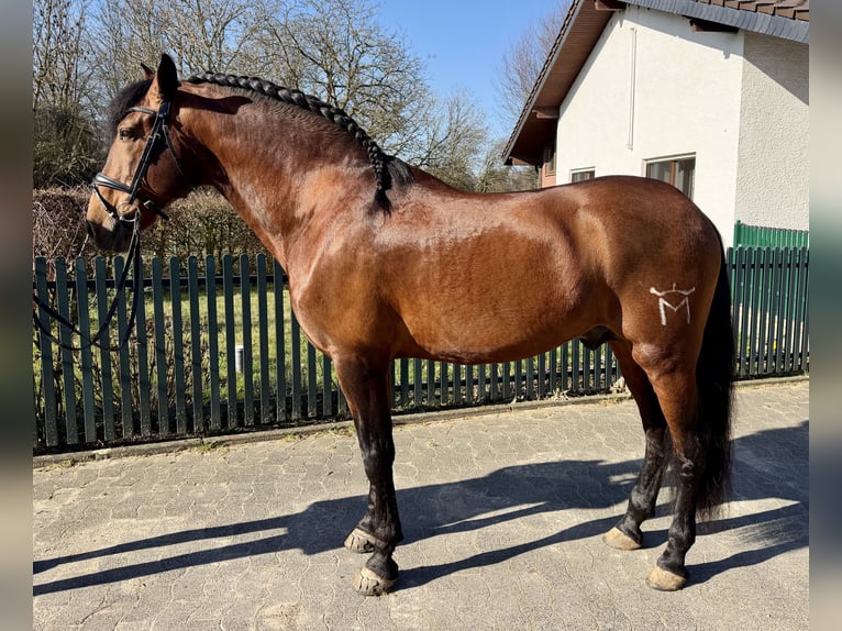 PRE Ogier 12 lat 170 cm Gniada in Roßdorf