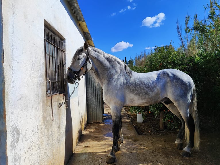 PRE Ogier 12 lat 180 cm Siwa in Balsapintada