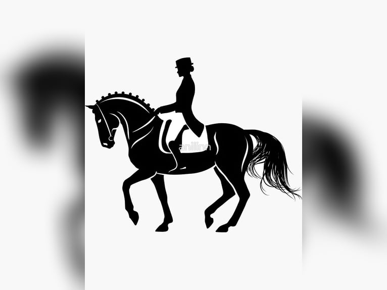 PRE Mix Ogier 13 lat 162 cm Kara in Sevilla