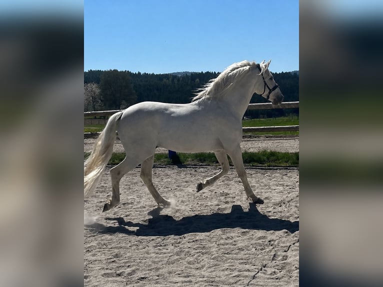 PRE Mix Ogier 13 lat 162 cm Siwa in Kirchberg im Wald