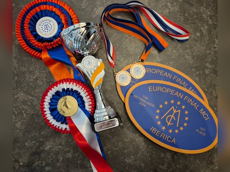 PRE Mix Ogier 13 lat 165 cm Biała in Rebecq