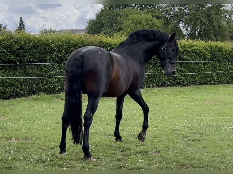 PRE Mix Ogier 13 lat 168 cm Kara in Niederkrüchten