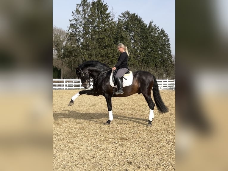 PRE Mix Ogier 13 lat 168 cm Kara in Niederkrüchten