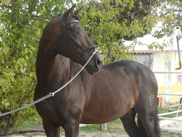 PRE Ogier 15 lat 170 cm Ciemnogniada in Cubas De La Sagra