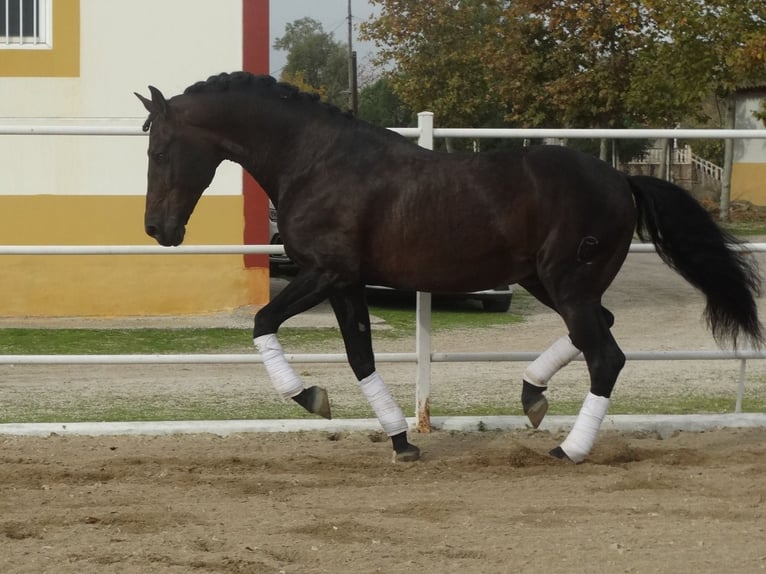PRE Ogier 15 lat 170 cm Ciemnogniada in Cubas De La Sagra