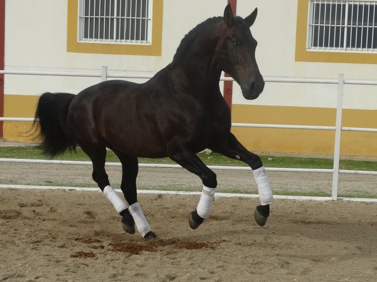 PRE Ogier 15 lat 170 cm Ciemnogniada in Cubas De La Sagra