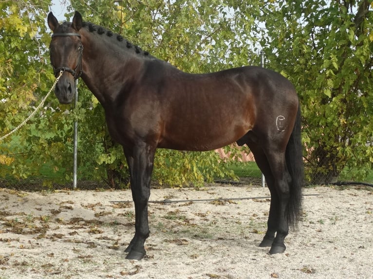 PRE Ogier 15 lat 170 cm Ciemnogniada in Cubas De La Sagra