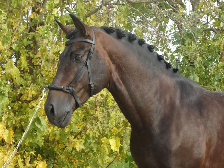 PRE Ogier 15 lat 170 cm Ciemnogniada in Cubas De La Sagra