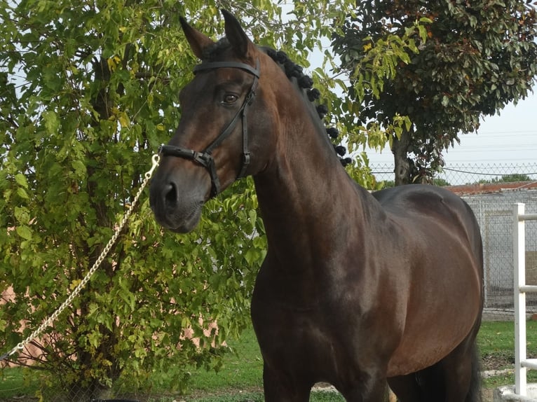 PRE Ogier 15 lat 170 cm Ciemnogniada in Cubas De La Sagra