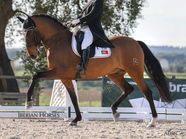 PRE Mix Ogier 15 lat 171 cm Gniada in Navas Del Madroño