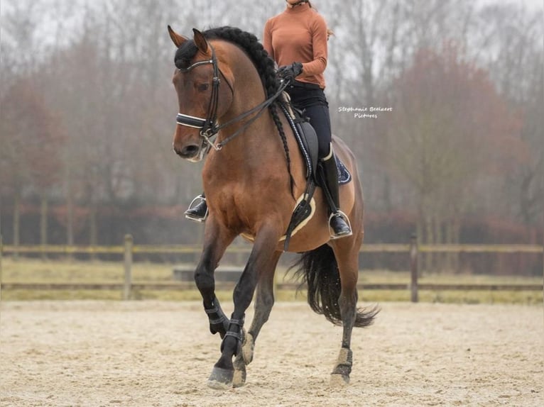 PRE Mix Ogier 15 lat 173 cm Gniada in Navas Del Madro&#xF1;o