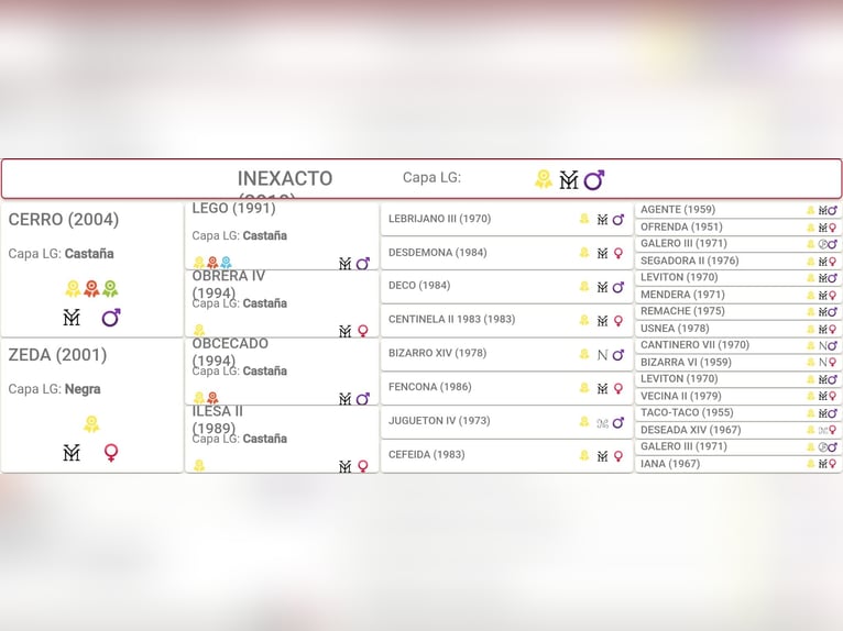 PRE Ogier 16 lat 165 cm Kasztanowata in Madrid