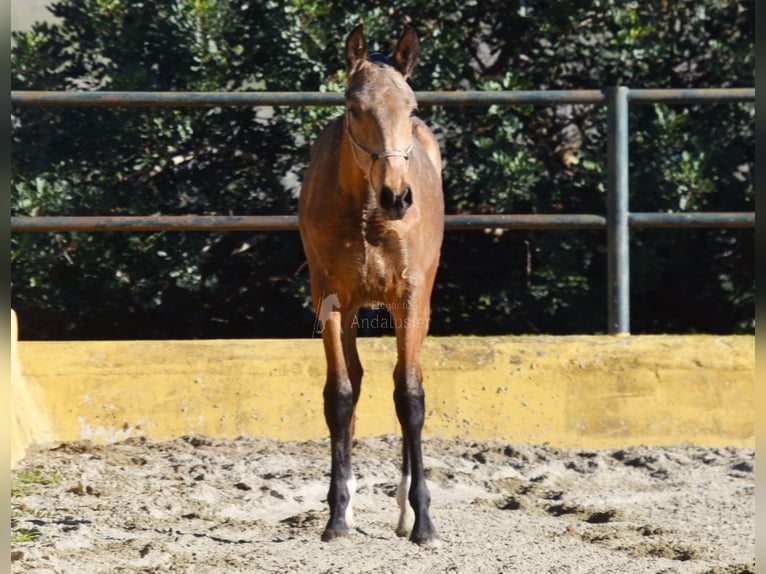 PRE Mix Ogier 1 Rok 144 cm Bułana in Provinz Malaga
