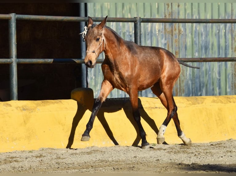 PRE Mix Ogier 1 Rok 144 cm Bułana in Provinz Malaga