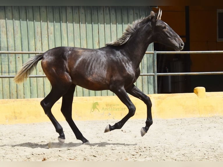 PRE Ogier 1 Rok 154 cm Siwa in Provinz Malaga