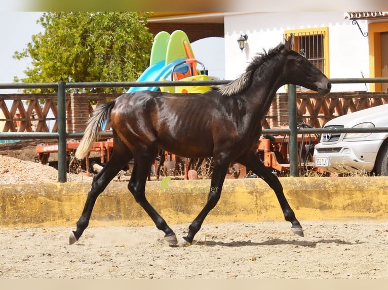 PRE Ogier 1 Rok 154 cm Siwa in Provinz Malaga