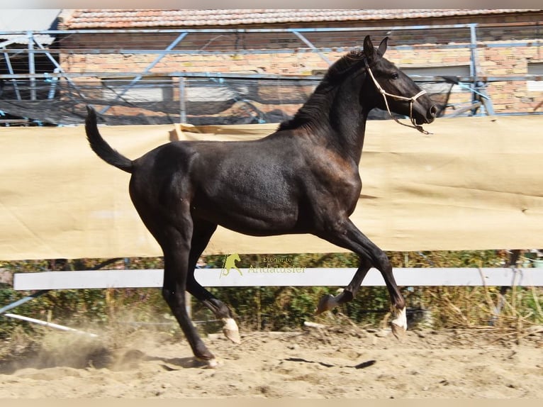 PRE Ogier 1 Rok 157 cm Kara in Provinz Granada