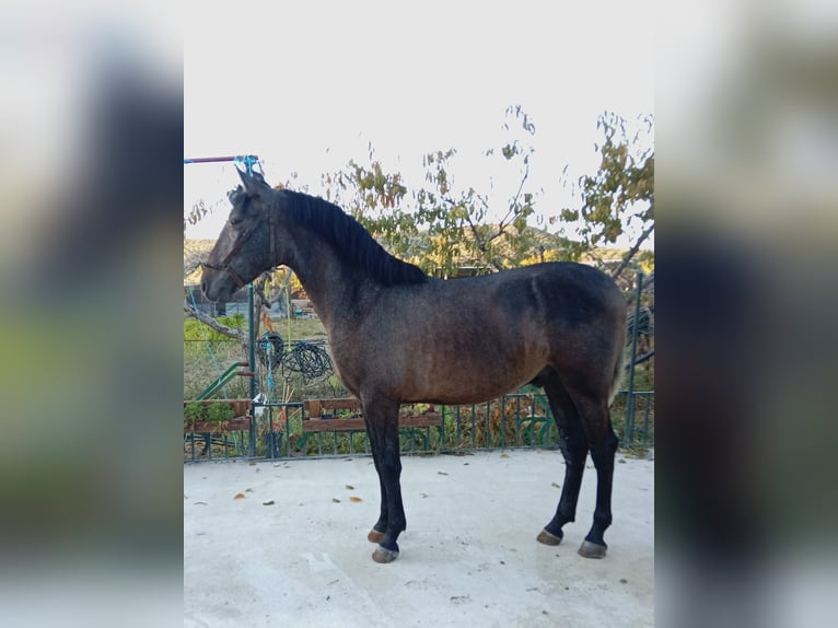 PRE Mix Ogier 1 Rok 160 cm Siwa in Deifonte