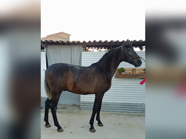 PRE Mix Ogier 1 Rok 160 cm Siwa in Deifonte