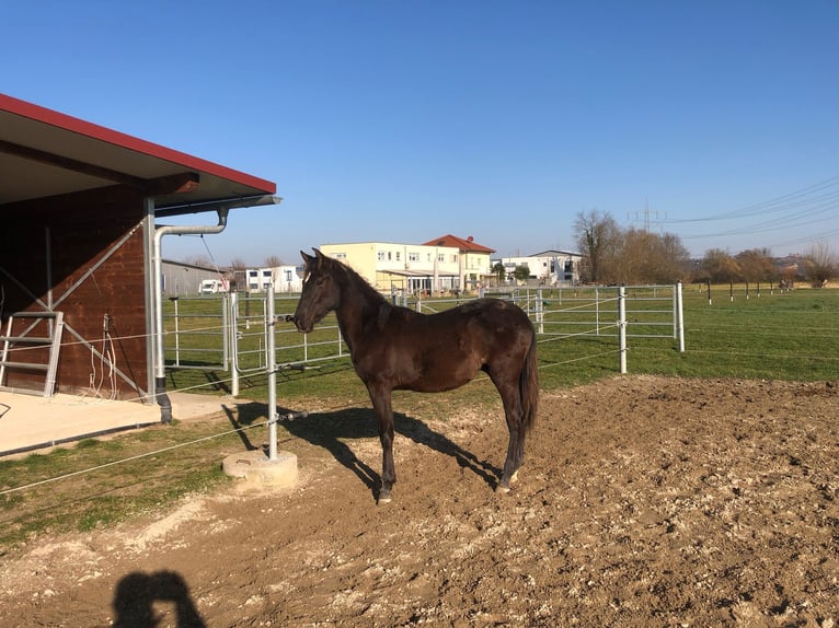 PRE Mix Ogier 1 Rok 162 cm Kara in Bahlingen am Kaiserstuhl