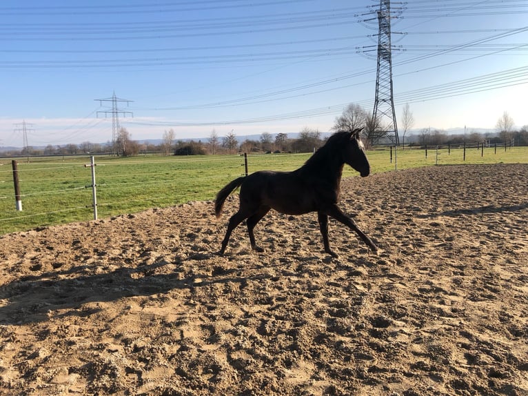 PRE Mix Ogier 1 Rok 162 cm Kara in Bahlingen am Kaiserstuhl