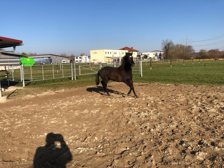 PRE Mix Ogier 1 Rok 162 cm Kara in Bahlingen am Kaiserstuhl