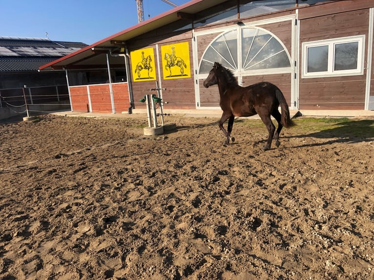 PRE Mix Ogier 1 Rok 162 cm Kara in Bahlingen am Kaiserstuhl