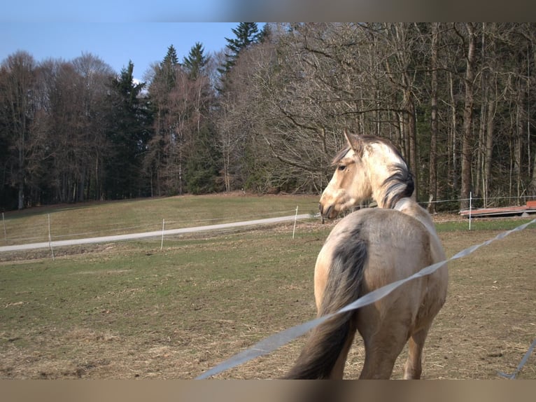PRE Ogier 1 Rok 165 cm Bułana in Wegscheid