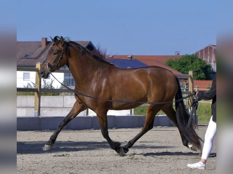 PRE Ogier 1 Rok 165 cm Bułana in Wegscheid