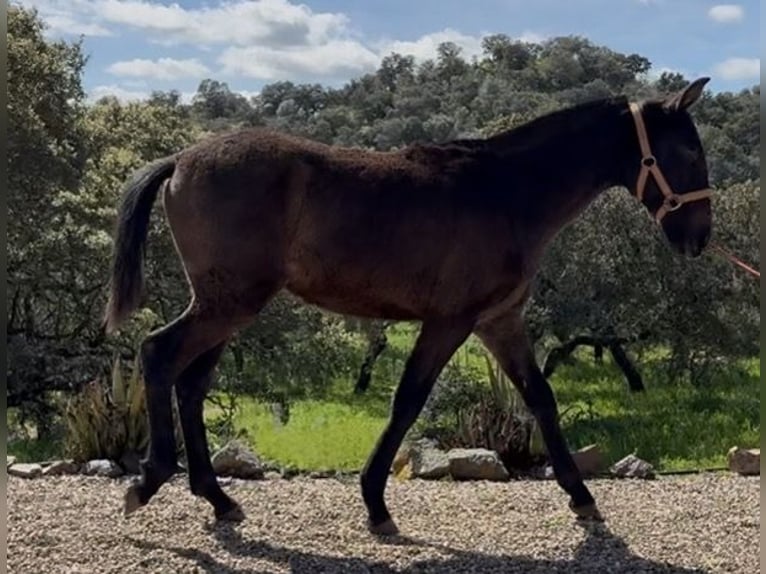 PRE Ogier 1 Rok 165 cm Siwa in Jardinito, El (Cordoba) (Finca)