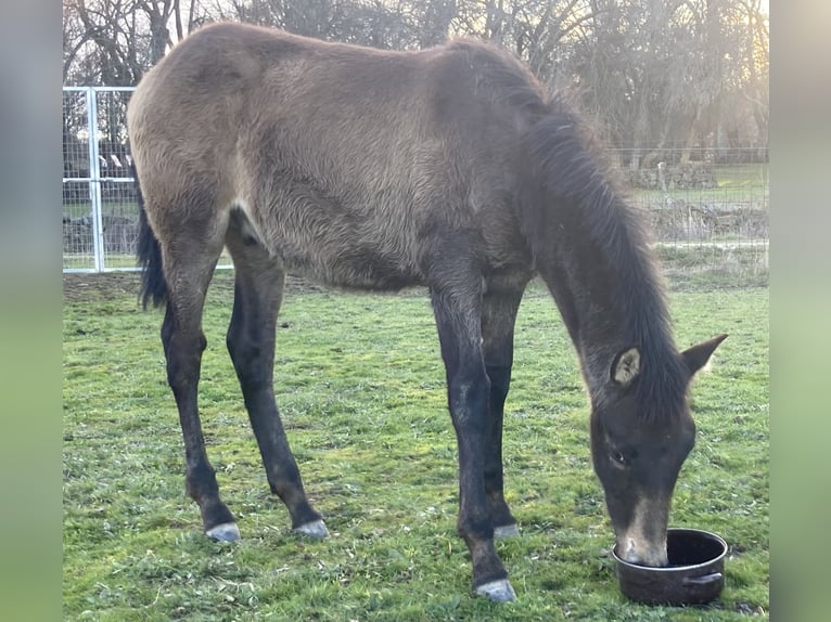 PRE Ogier 1 Rok Bułana in El Barco De Avila