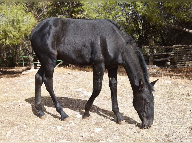 PRE Ogier 1 Rok Siwa in Provinz Granada