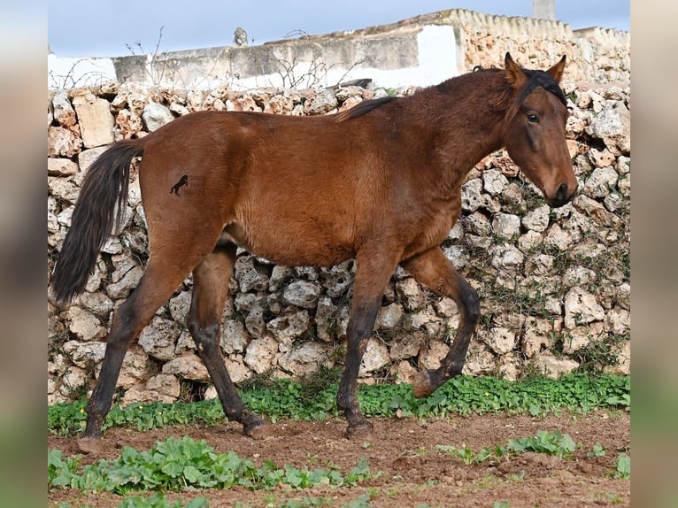 PRE Ogier 2 lat 152 cm Gniada in Menorca
