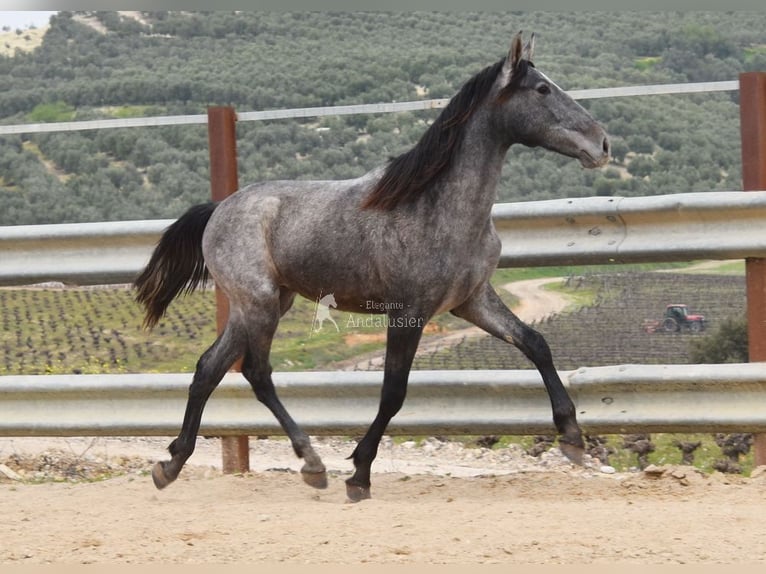 PRE Ogier 2 lat 154 cm Siwa in Provinz Cordoba