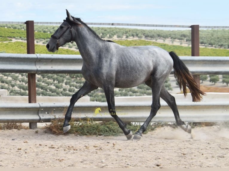 PRE Ogier 2 lat 156 cm Siwa in Provinz Cordoba