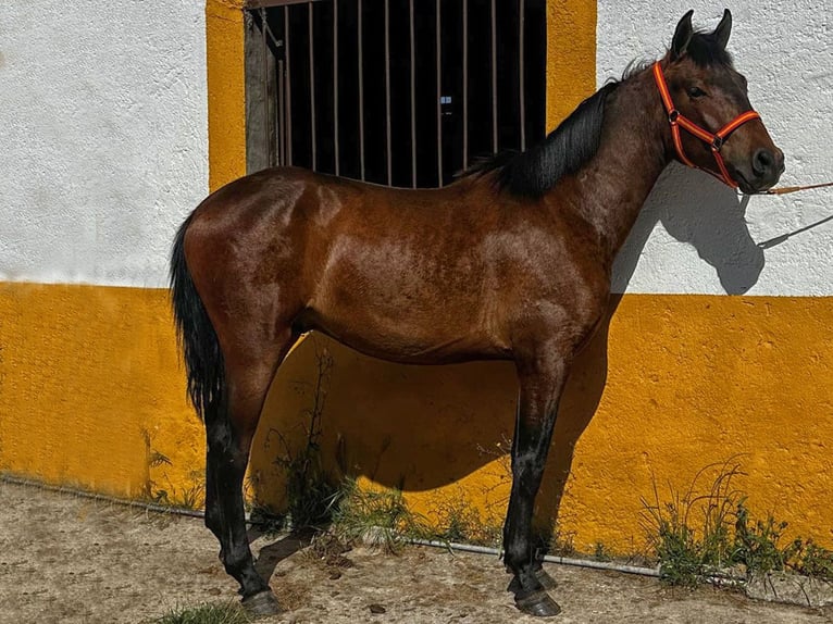 PRE Ogier 2 lat 157 cm Gniada in Cacéres