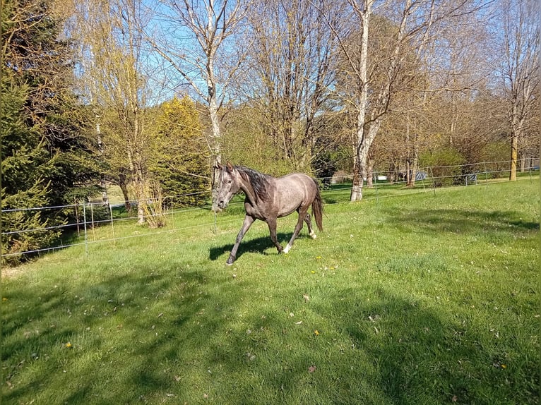 PRE Ogier 2 lat 158 cm Siwa in Langschlag