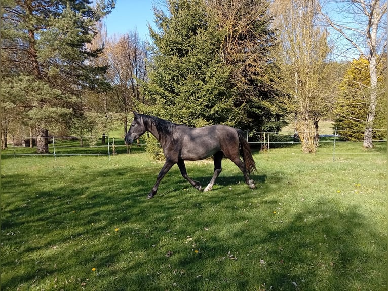 PRE Ogier 2 lat 158 cm Siwa in Langschlag